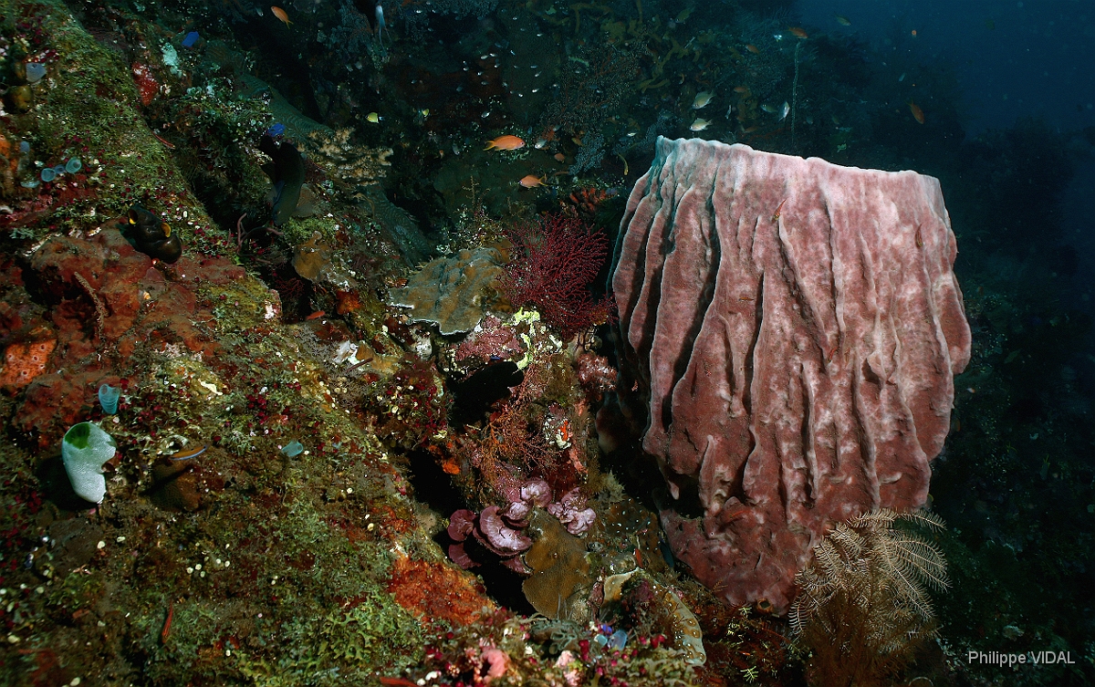 Bali 2016 - Liberty - Corail - IMG_5791_rc.jpg